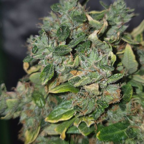 💚CHOCOLOPE 🍫 ☕️auto (56-63 BT) growlog timeline photo