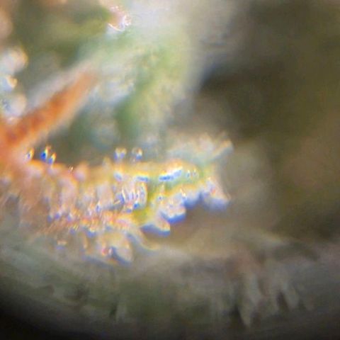 💚CHOCOLOPE 🍫 ☕️auto (56-63 BT) growlog timeline photo