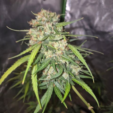 💚CHOCOLOPE 🍫 ☕️auto (56-63 BT) growlog timeline photo