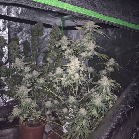 Mimosa evo stecki  🍊🍋🍍 (65-70bt) growlog timeline photo