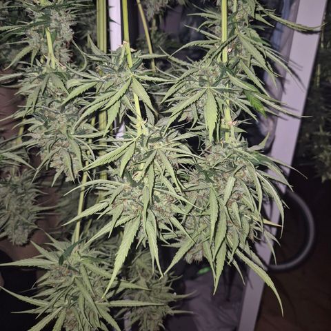 💚CHOCOLOPE 🍫 ☕️auto (56-63 BT) growlog timeline photo