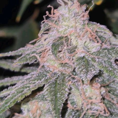 Tangerine dream 🌴 (60-65bt)  growlog timeline photo