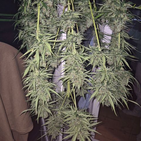 💚CHOCOLOPE 🍫 ☕️auto (56-63 BT) growlog timeline photo