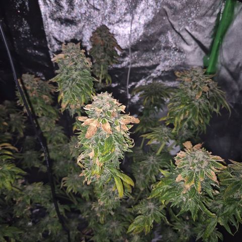 💚Bubba kush 🦝 (56-63 BT) growlog timeline photo