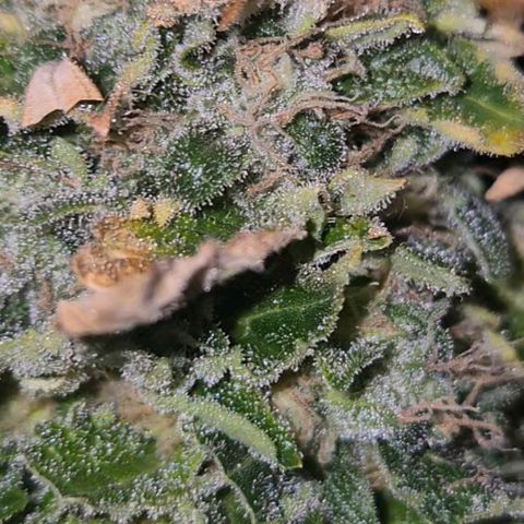 💚Bubba kush 🦝 (56-63 BT) growlog timeline photo
