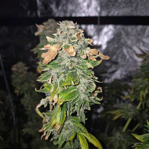 💚Bubba kush 🦝 (56-63 BT) growlog timeline photo