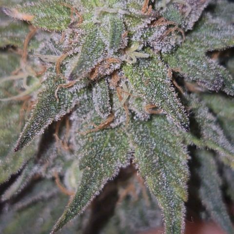 Tangerine dream 🌴 (60-65bt)  growlog timeline photo