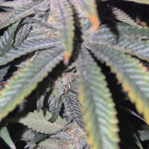 Tangerine dream 🌴 (60-65bt)  growlog timeline photo