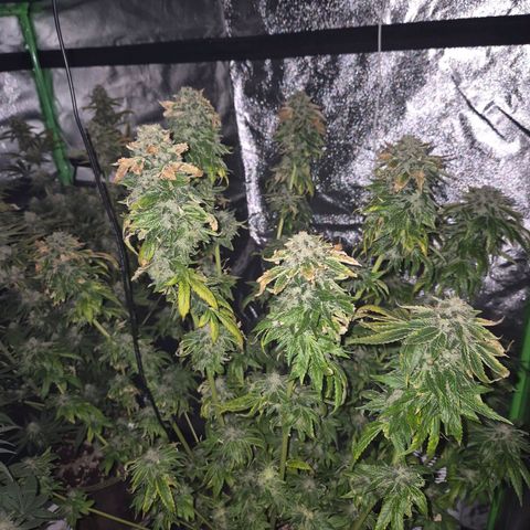 💚Bubba kush 🦝 (56-63 BT) growlog timeline photo