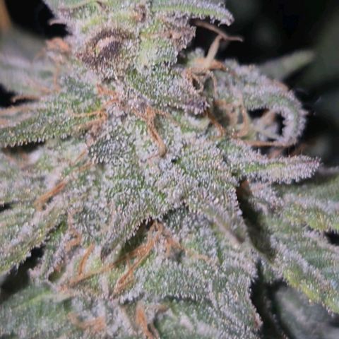 Tangerine dream 🌴 (60-65bt)  growlog timeline photo