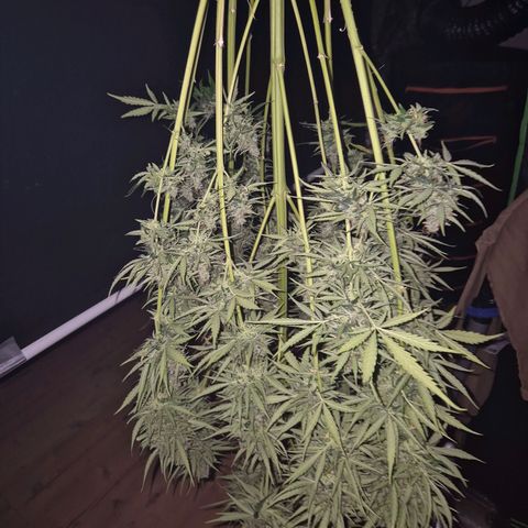 💚CHOCOLOPE 🍫 ☕️auto (56-63 BT) growlog timeline photo