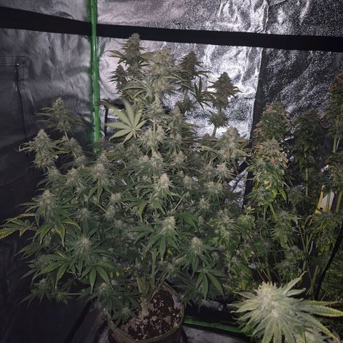 Tangerine dream 🌴 (60-65bt)  growlog timeline photo