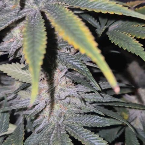 Mimosa evo stecki  🍊🍋🍍 (65-70bt) growlog timeline photo