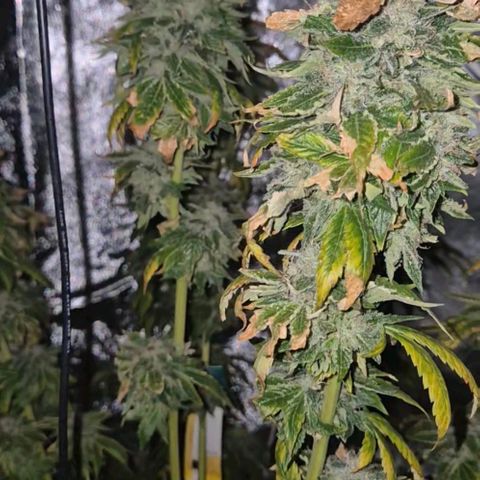 💚Bubba kush 🦝 (56-63 BT) growlog timeline photo