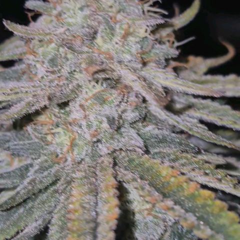 Tangerine dream 🌴 (60-65bt)  growlog timeline photo