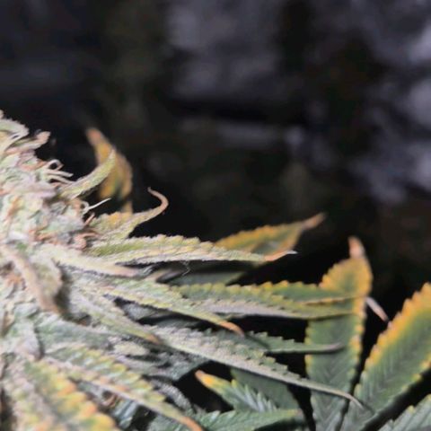 Tangerine dream 🌴 (60-65bt)  growlog timeline photo