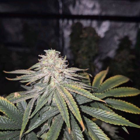 Mimosa evo stecki  🍊🍋🍍 (65-70bt) growlog timeline photo