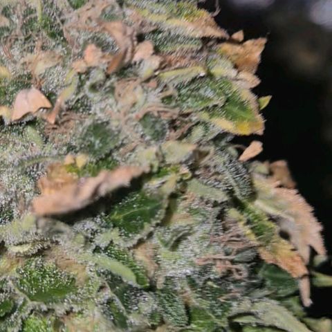 💚Bubba kush 🦝 (56-63 BT) growlog timeline photo