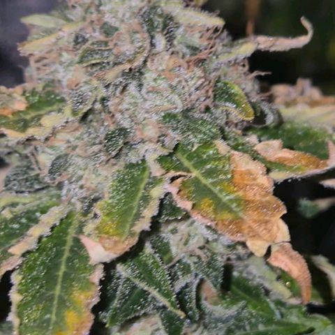 💚Bubba kush 🦝 (56-63 BT) growlog timeline photo