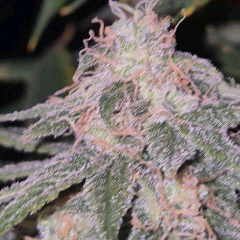 Tangerine dream 🌴 (60-65bt)  growlog timeline photo
