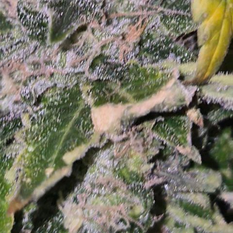💚Bubba kush 🦝 (56-63 BT) growlog timeline photo