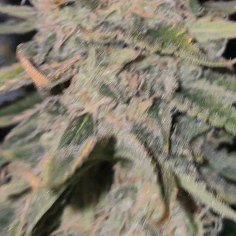 Tangerine dream 🌴 (60-65bt)  growlog timeline photo