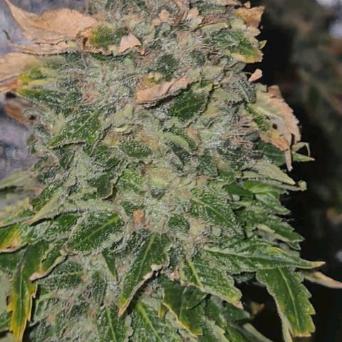 💚Bubba kush 🦝 (56-63 BT) growlog timeline photo