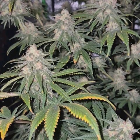 Tangerine dream 🌴 (60-65bt)  growlog timeline photo