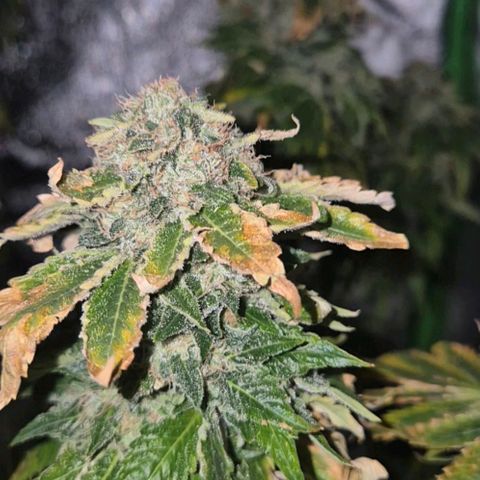 💚Bubba kush 🦝 (56-63 BT) growlog timeline photo