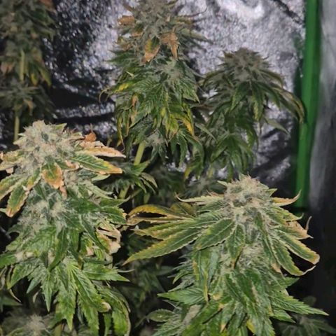 💚Bubba kush 🦝 (56-63 BT) growlog timeline photo