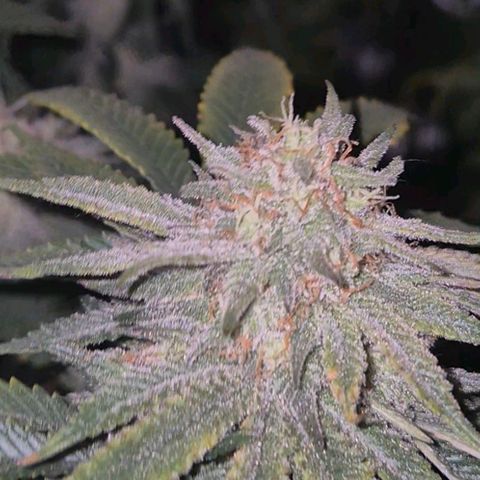 Mimosa evo stecki  🍊🍋🍍 (65-70bt) growlog timeline photo