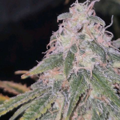 Tangerine dream 🌴 (60-65bt)  growlog timeline photo