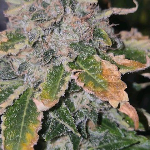 💚Bubba kush 🦝 (56-63 BT) growlog timeline photo