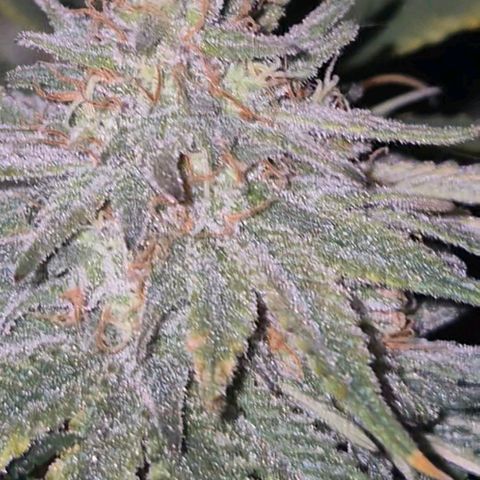 Tangerine dream 🌴 (60-65bt)  growlog timeline photo