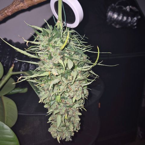 💚CHOCOLOPE 🍫 ☕️auto (56-63 BT) growlog timeline photo