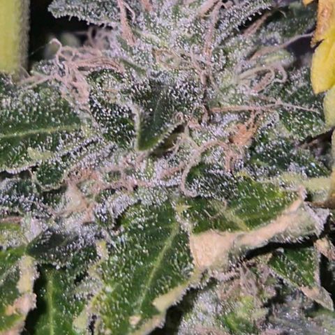 💚Bubba kush 🦝 (56-63 BT) growlog timeline photo