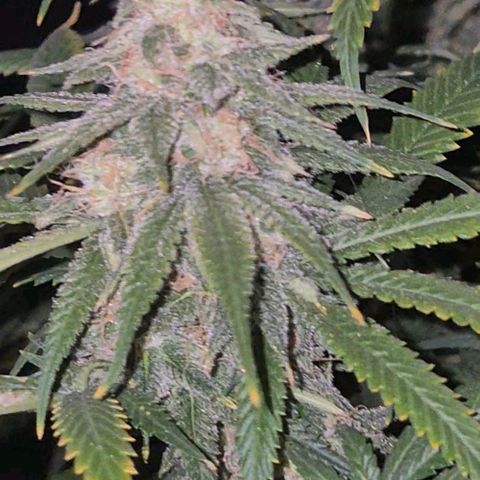 Tangerine dream 🌴 (60-65bt)  growlog timeline photo