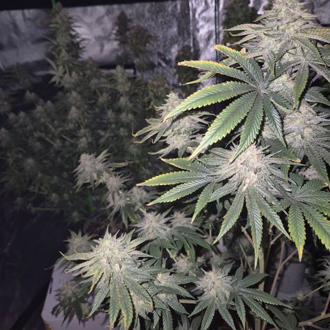 Mimosa evo stecki  🍊🍋🍍 (65-70bt) growlog timeline photo