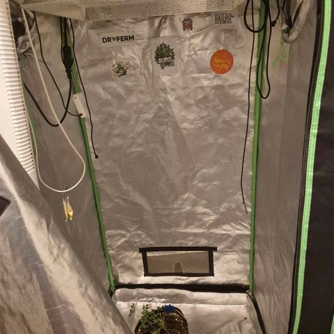 💚CHOCOLOPE 🍫 ☕️auto (56-63 BT) growlog photo: Schnipp!