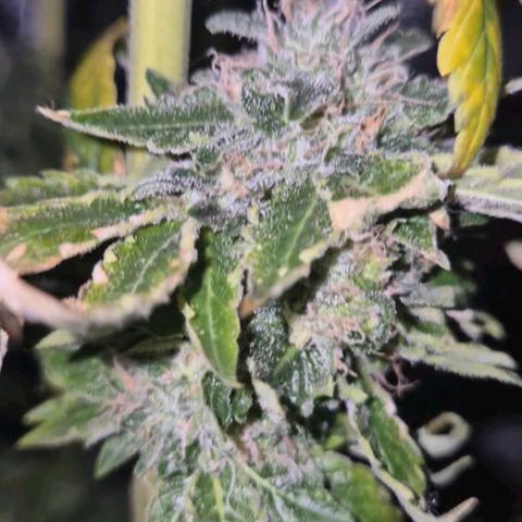 💚Bubba kush 🦝 (56-63 BT) growlog timeline photo
