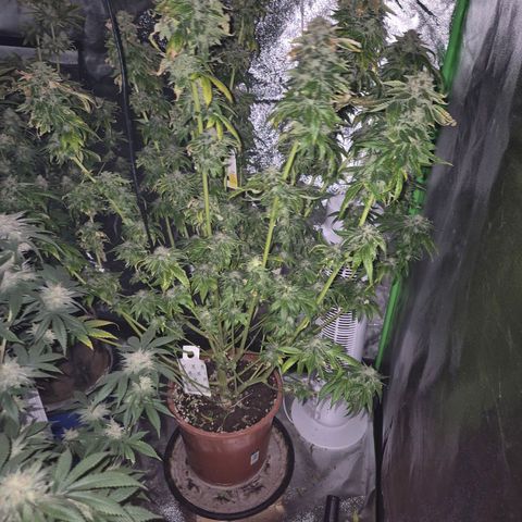 💚Bubba kush 🦝 (56-63 BT) growlog timeline photo