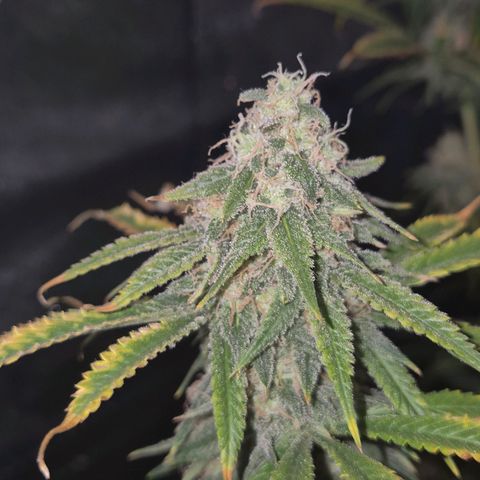 Tangerine dream 🌴 (60-65bt)  growlog timeline photo