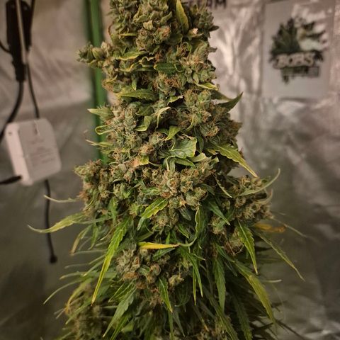 💚CHOCOLOPE 🍫 ☕️auto (56-63 BT) growlog timeline photo