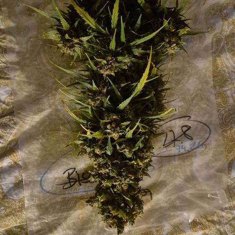 💚CHOCOLOPE 🍫 ☕️auto (56-63 BT) growlog photo: Schnipp!