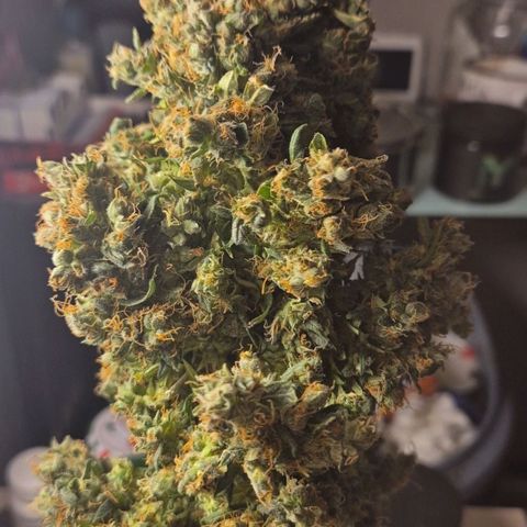 💚CHOCOLOPE 🍫 ☕️auto (56-63 BT) growlog timeline photo
