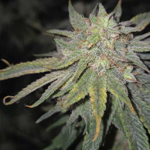 Mimosa evo stecki  🍊🍋🍍 (65-70bt) growlog timeline photo