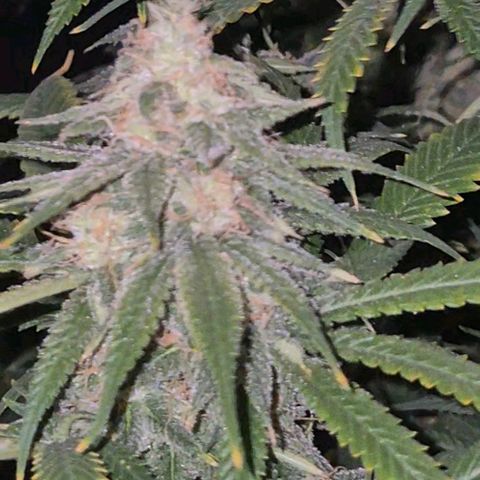 Tangerine dream 🌴 (60-65bt)  growlog timeline photo