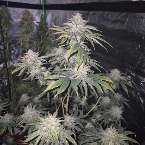 Mimosa evo stecki  🍊🍋🍍 (65-70bt) growlog timeline photo