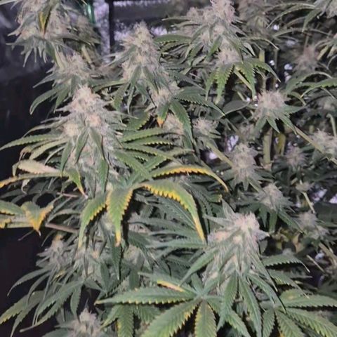Tangerine dream 🌴 (60-65bt)  growlog timeline photo