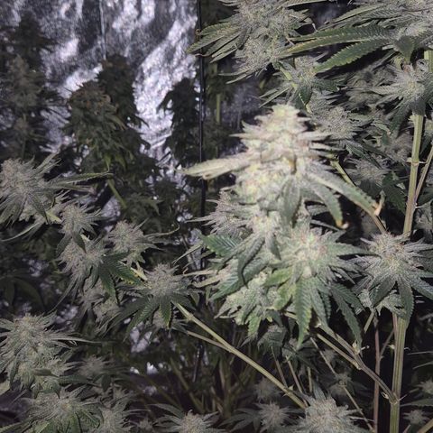 Mimosa evo stecki  🍊🍋🍍 (65-70bt) growlog timeline photo